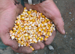 Gesunde Nahrungsmittel