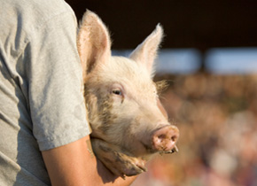 Gesunde Nahrungsmittel